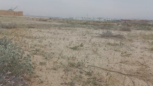 Pink flower  in saudi arabia