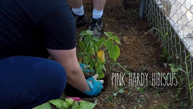 Hardy Hibiscus and a small corner garden clean up смотреть онлайн