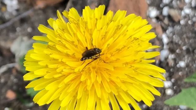 Сладкое, топкое местечко... Где оно? смотреть онлайн