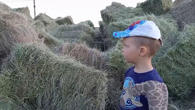 Заготовка сена на зиму.