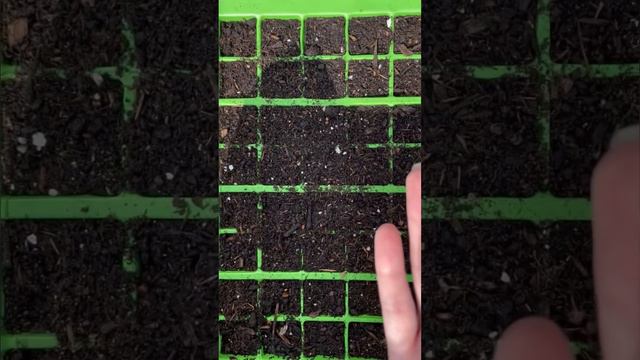 Grow-A-Long Cosmos смотреть онлайн