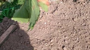 Персик на севере.