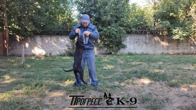 Первые шаги воспитания щенка немецкой овчарки по имени ДИК. German Shepherd Dog. смотреть онлайн