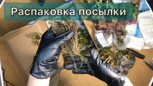 Многолетники из питомника Сад флоксов.Гейхеры, хосты, медуницы,стахис.Сорта, качество саженцев, цены
