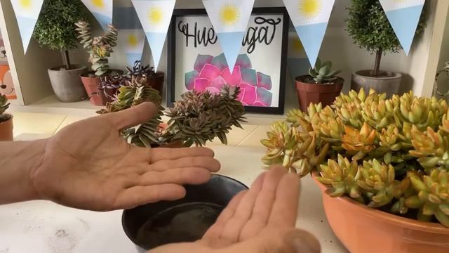 PROGRAMA 111: Sedum adolphii (Sedum Cobre) y mas! (03/12/2022) смотреть онлайн