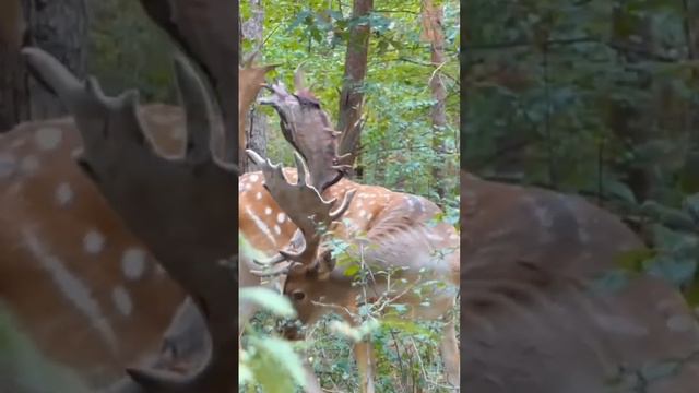 Dappled deer / Пятнистый олень