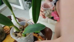 Пересадка и секреты по уходу за катлеей