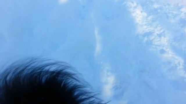 Шпиц на прогулке смотреть онлайн