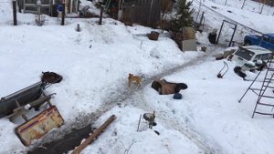 Строим дачу.Щель между брусом.Что делать?