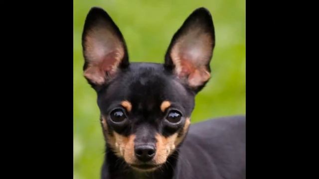 той терьеры руские