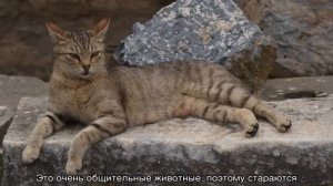 Анатолийская кошка (порода)