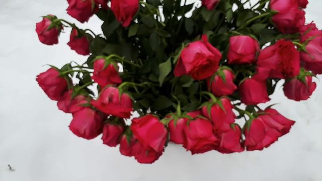 ШУМ ПОДНЯЛИ- КОМПЛИМЕНТ ДАЛИ... смотреть онлайн