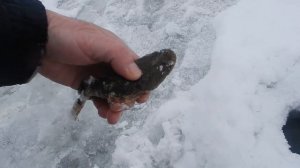 Рыбалка в Приморье. Река Партизанская. 20.02.2019 г.