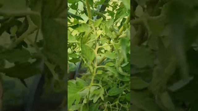 Томат Жрица от Семена Алтая смотреть онлайн