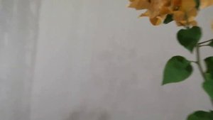 Бугенвиллия Розенка. Обзор цветения