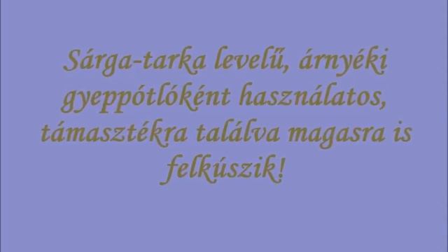 Aranytarka kúszó kecskerágó (Euonymus fortunei 'Emerald'n Gold') - videó képekben смотреть онлайн