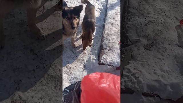 Собак по дороге накормила,а Верному и Найде осталось мало. смотреть онлайн