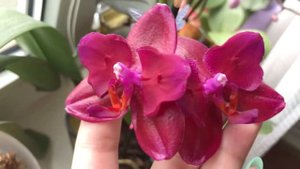Phal. Mituo Big Pink🦋