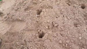 Посадка чеснока из супермаркета под зиму. Садим-сеем. Мой опыт.