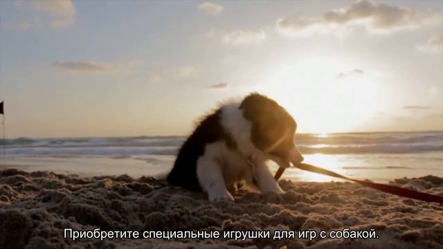 Как отучить щенка кусаться? смотреть онлайн