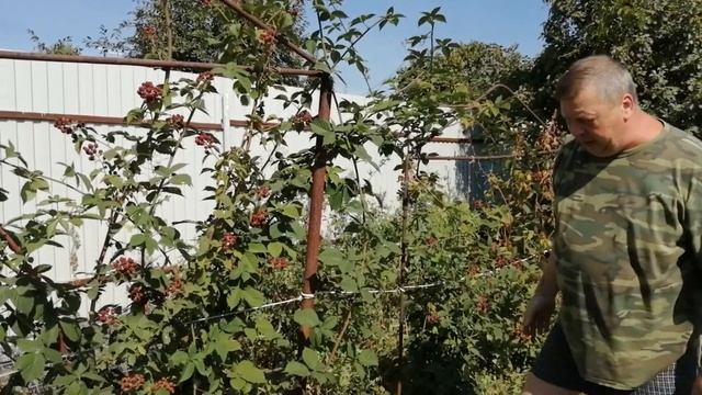 Ежевика Садовая/Летняя Обрезка/Формирование Куста Ежевики на Урожай/Подрезка Молодых Побегов/(0+)
