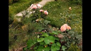 Розы. Клумбы с розами в моем саду.