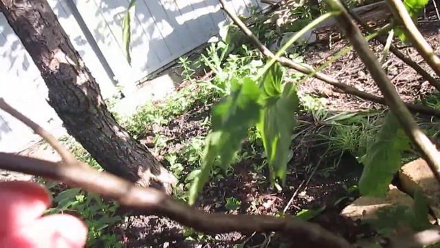 4 - 27.07.2023 Обрезаю Черная смородина MVI_3110 смотреть онлайн