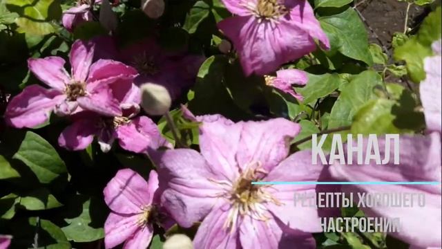 Клематисы 07 06 2020 (Jan Fopma/Ян Фопма, Vyvyan Pennell,Yvette Houry, Little Mermaid/Литтл Мермейд смотреть онлайн