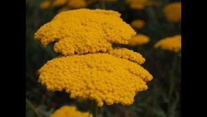 ТЫСЯЧЕЛИСТНИК (ACHILLEA) сем. Сложноцветные