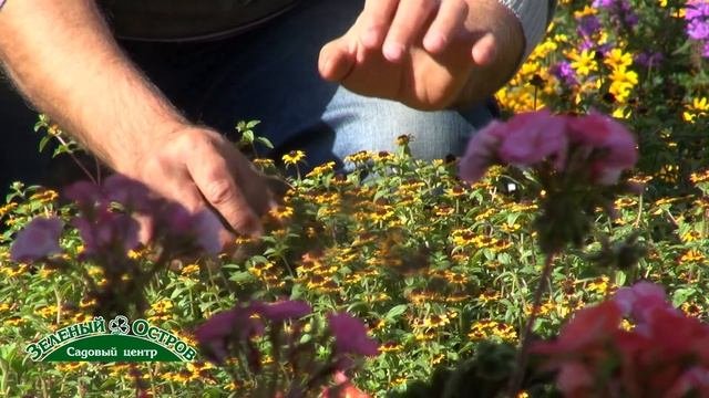 Санвиталия почвопокровный родственник подсолнечника, очень декоративен и неприхотлив