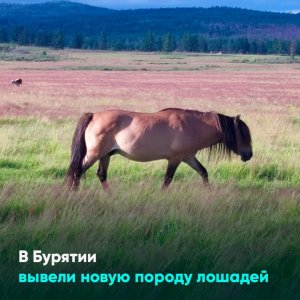 В Бурятии вывели новую породу лошадей