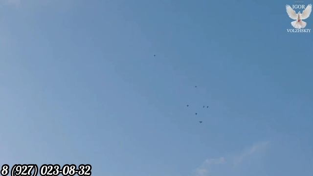 Двухчубые бойные голуби Льва Горбунова в Тольятти