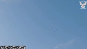 Двухчубые бойные голуби Льва Горбунова в Тольятти