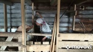 Обработка сарая известью.Как погасить известь.