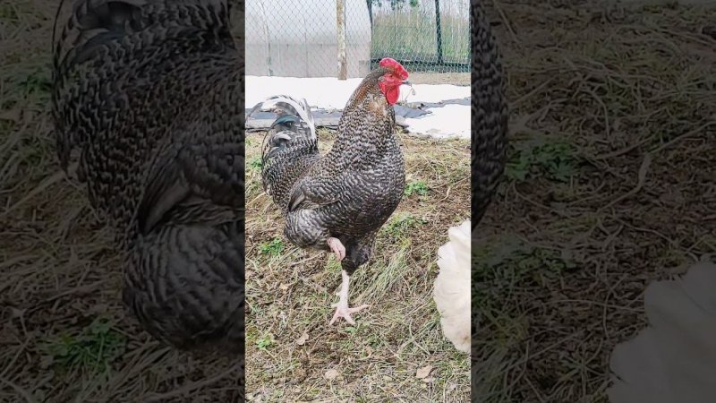 Чудеса эквилибристики