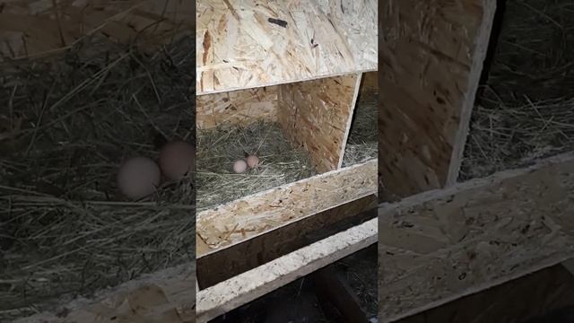 Индюки бронза широкогрудая и куры минимясные смотреть онлайн