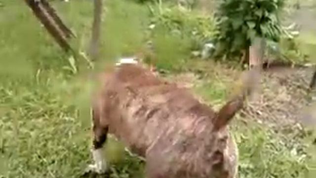 Боря водит сам себя за ошейник смотреть онлайн