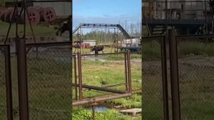Медведь напал на Лося.