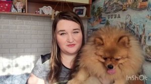 ???ШПИЦ и ЧИХУАХУА? Как живут вместе???