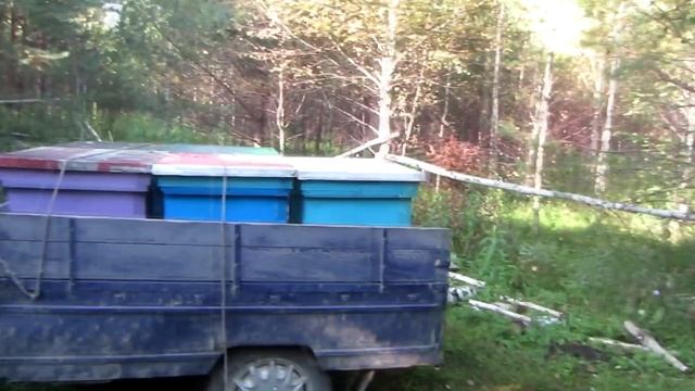 ПЕРЕВОЗКА УЛЬЕВ С ПЧЕЛОСЕМЬЯМИ НА СТАЦИОНАРНУЮ ПАСЕКУ смотреть онлайн