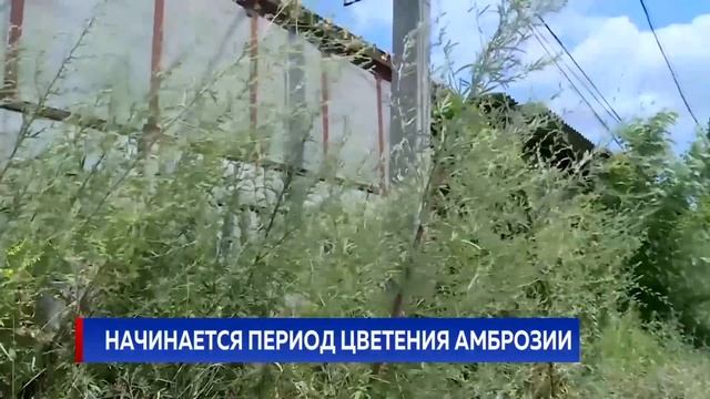 Начинается период цветения амброзии смотреть онлайн