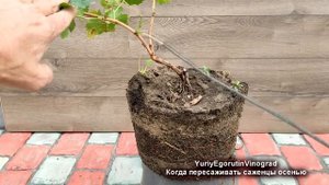 ? Не ошибись! Когда МОЖНО, а когда НЕЛЬЗЯ  ОСЕНЬЮ высаживать САЖЕНЦЫ ВИНОГРАДА на постоянное место.