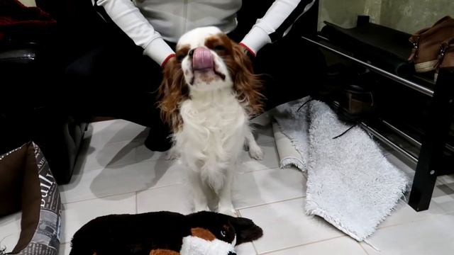 King Charles spaniel Джек соскучился смотреть онлайн