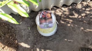 Персик Донецкий Ранний в Воронеже 27.07.2020. 4К