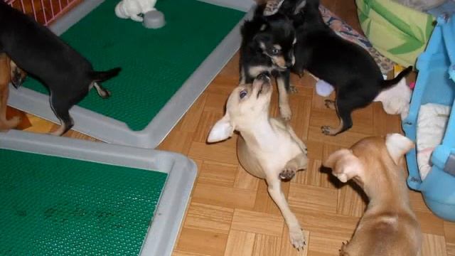 Питомник GALIVAS. пражский крысарик. смотреть онлайн