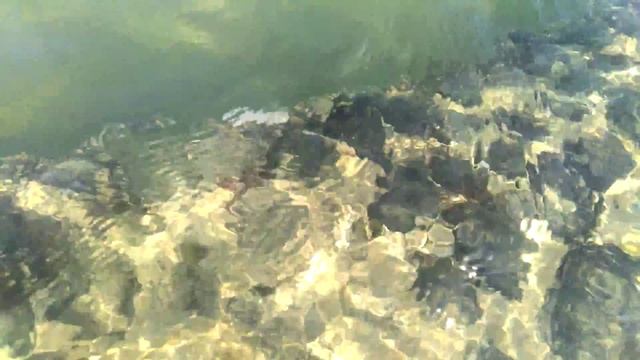 Белая мурена на пляже Sunny Days el Palacio смотреть онлайн