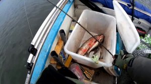 ЗЛЫЕ поклевки на синий...   Ловля щуки в октябре на спиннинг с лодки на реке