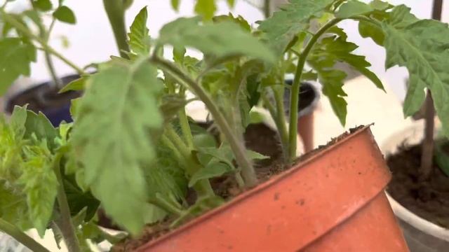 Собираем пасынки с резанных дорогих саженцев помидор./ Короткий обзор маленькой теплицы. смотреть онлайн