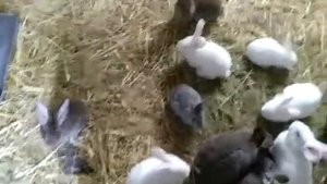 Кролики в сарае в вольере