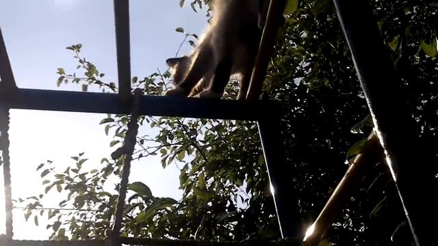 Кто он? Это кот?! смотреть онлайн